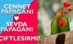 Cennet Papağanı ile Sevda Papağanı Çiftleşir mi