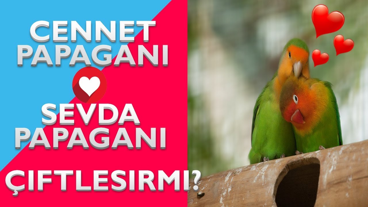 Cennet Papağanı ile Sevda Papağanı Çiftleşir mi