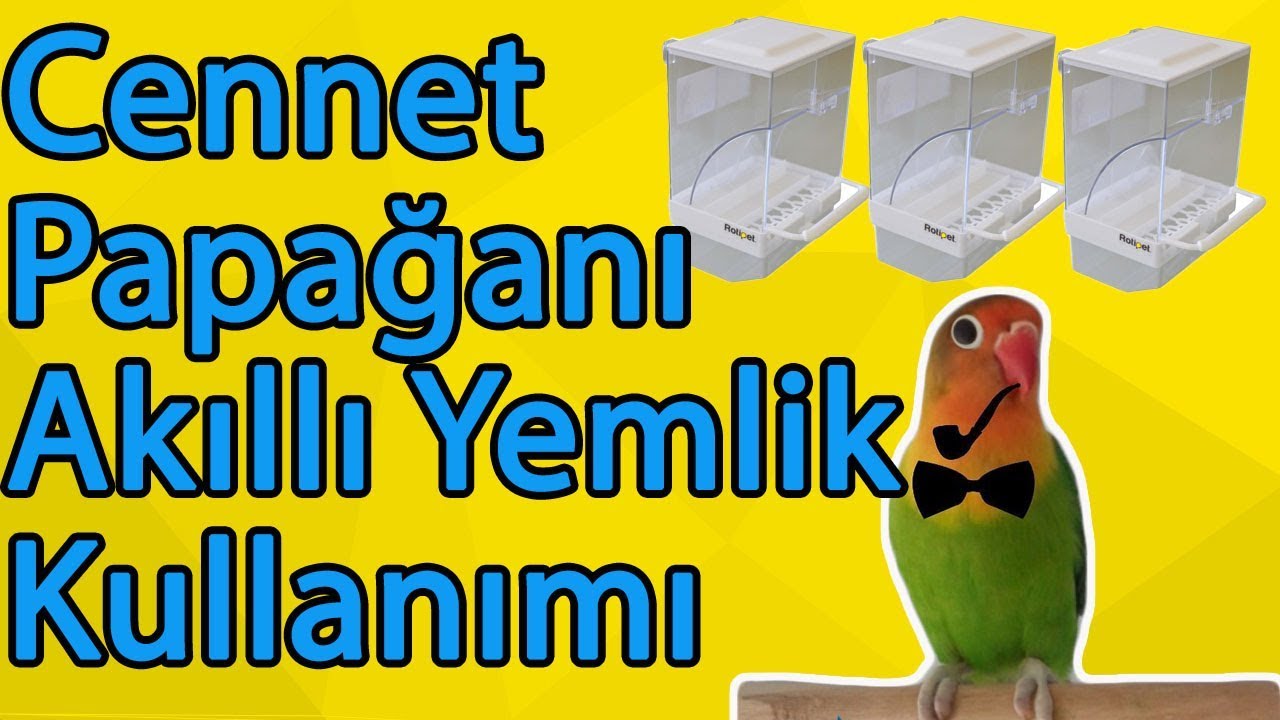 cennet papağanı akıllı yemlik
