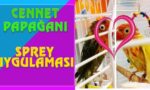 cennet papağanı bitlenir mi
