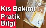 cennet papağanı kış bakımı