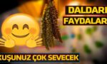 dal dari nedir