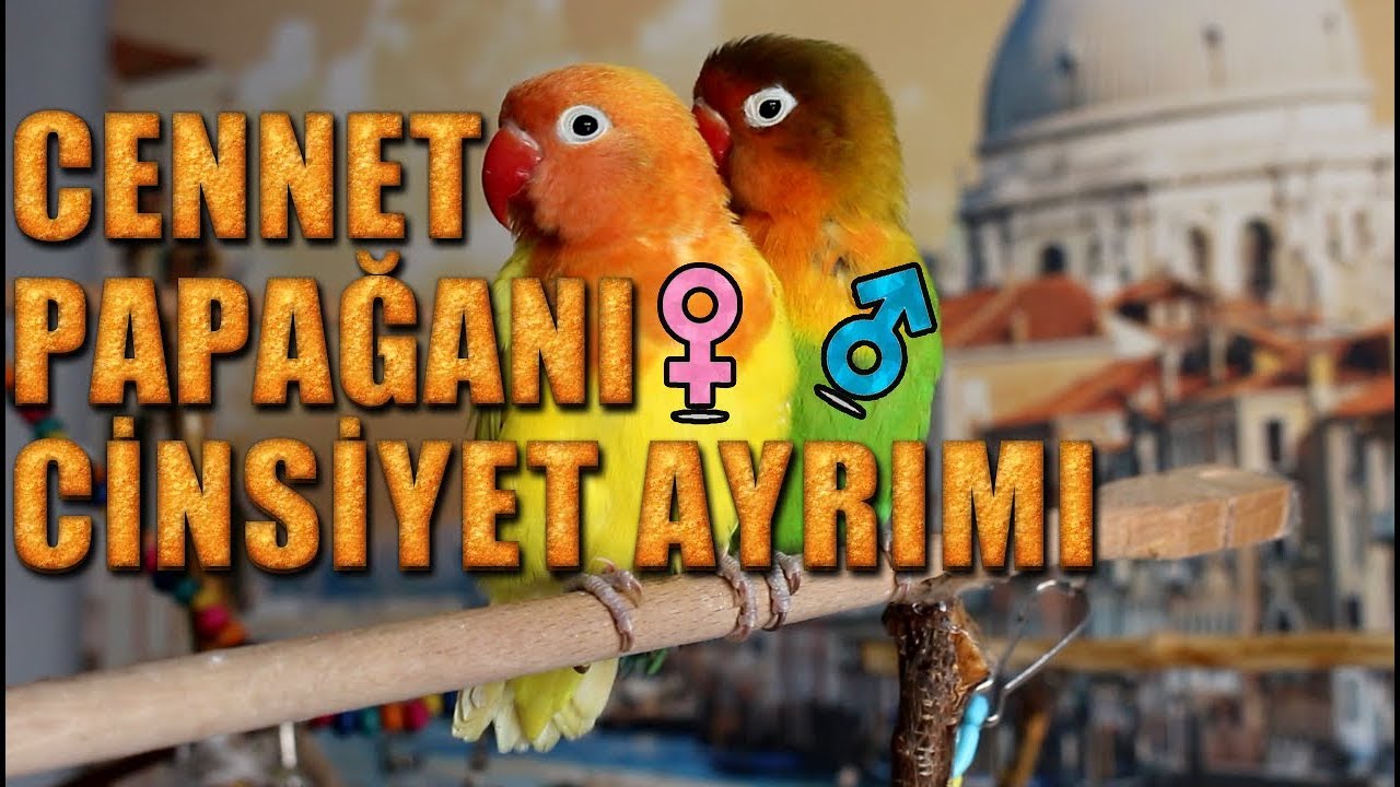 cennet papagani cinsiyet nasil anlaşılır