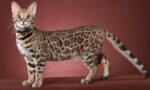 Bengal-Kedisi.jpg