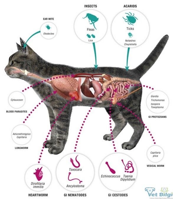 Kedilerde İç ve Dış Parazitlerin Belirtileri
