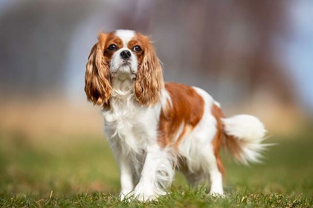 King-Charles-Spaniel.jpg