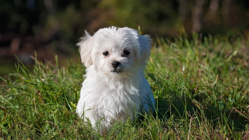 Süs köpeği cinsleri