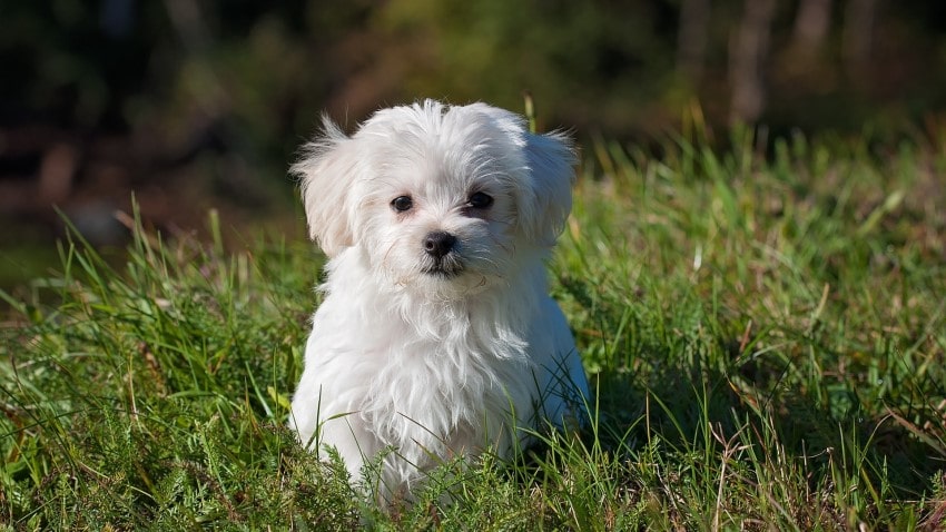 Süs köpeği cinsleri