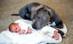 Pitbull Köpekler Hakkında Gerçekler