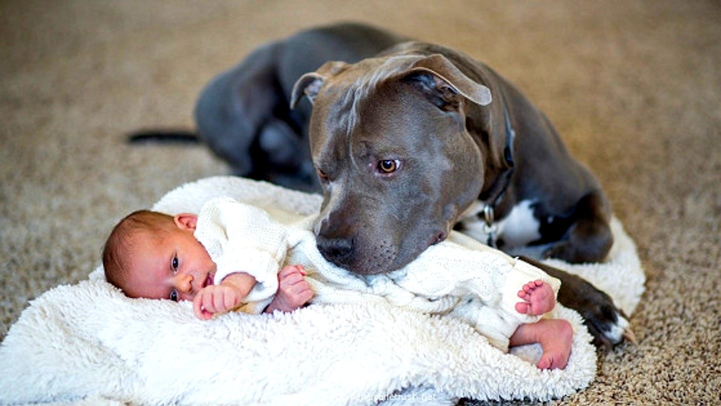 Pitbull Köpekler Hakkında Gerçekler