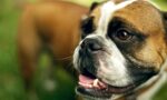 Boxer Köpek Cinsi Hakkında Her Şey