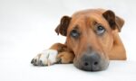 Köpekler üzülür mü?