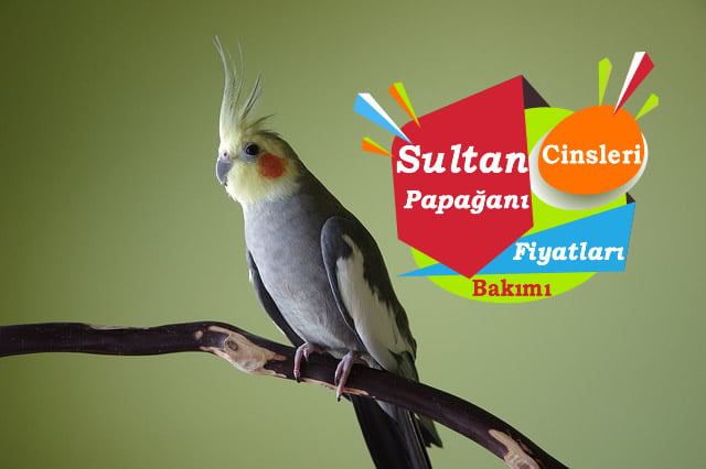 papagan-fiyatlari-sultan.jpg