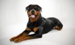 Rottweiler Köpek Cinsi, Özellikleri, Karakteri Ve Bakımı