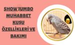 show-jumbo