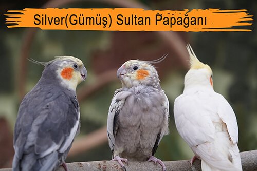 silver-sultan-papagani.jpg