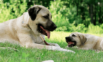 Sivas kangal köpeği, özellikleri, karakteri ve bakımı