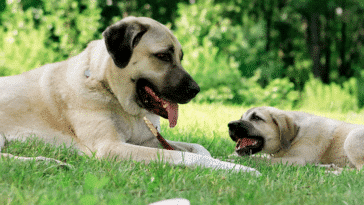 Sivas kangal köpeği, özellikleri, karakteri ve bakımı