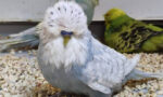spangle-muhabbet-kusu.jpg