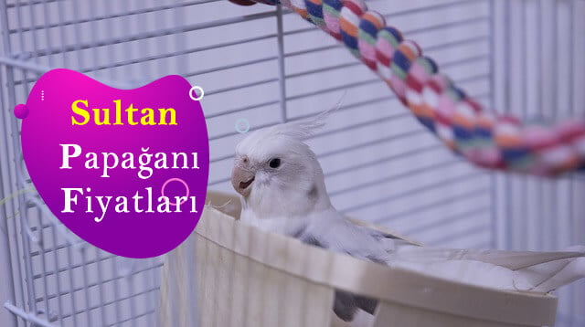 sultan-papagan-fiyatlari.jpg
