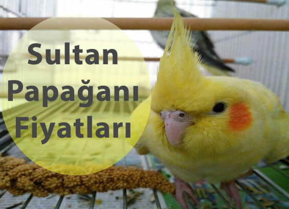 sultan-papagani-fiyat.jpg