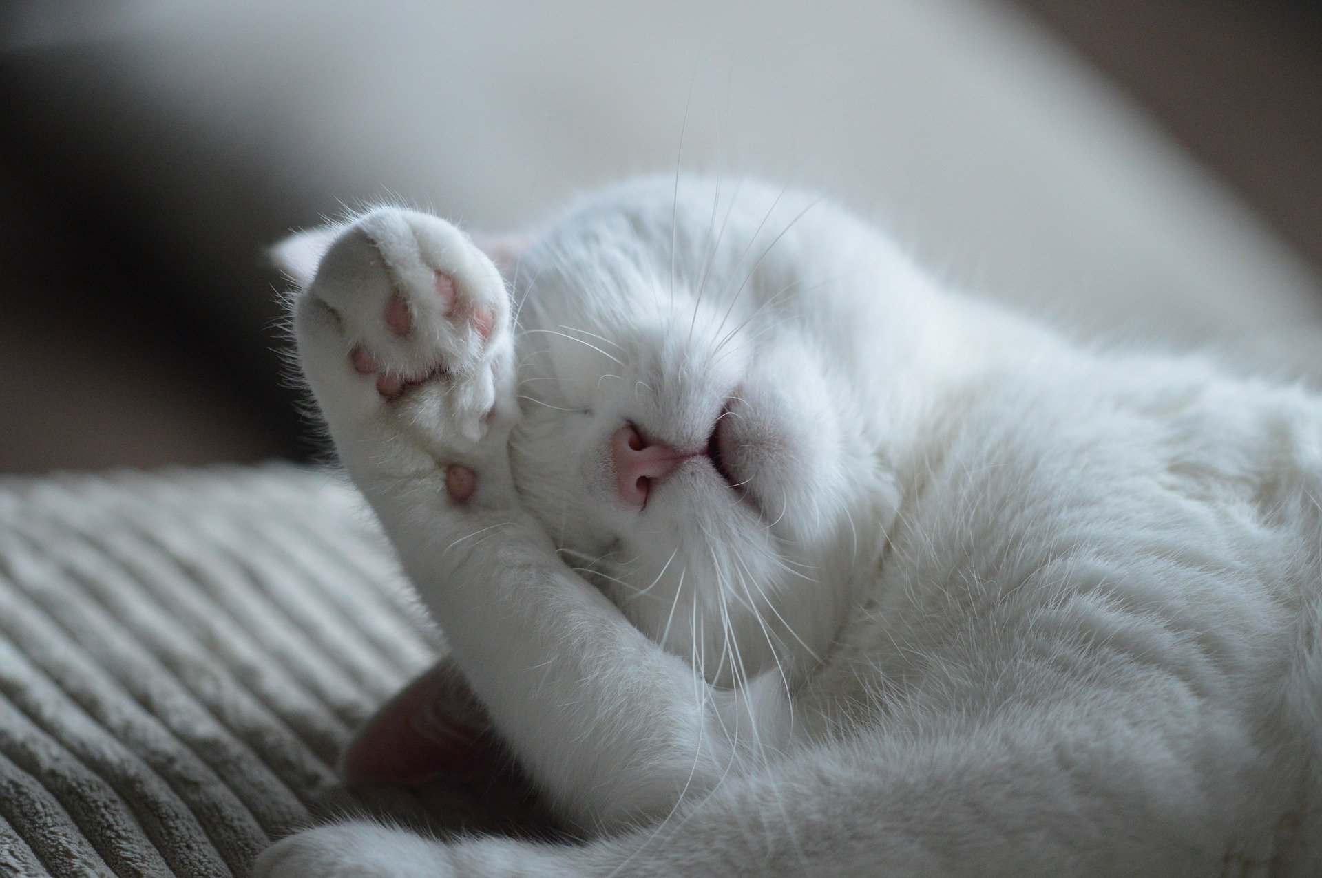 uyuyan-beyaz-kedi.jpg