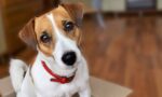 Jack-Russell.jpg