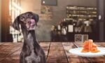Köpeklerde Demir Eksikliği ve En İyi 5 Demir Kaynağı