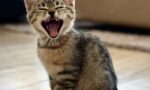 kedi-isirmasi.jpg