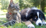 20220430-kedi-kopek_1200x675.jpg