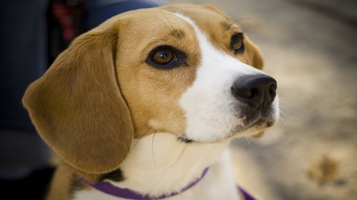 En Talihsiz Köpek Irklarından Biri: Beagle