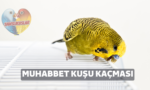 muhabbet kuşu kaçması