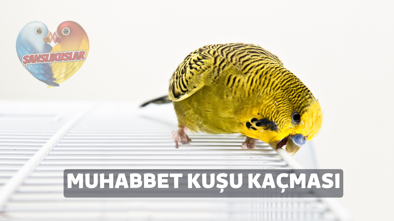 muhabbet kuşu kaçması