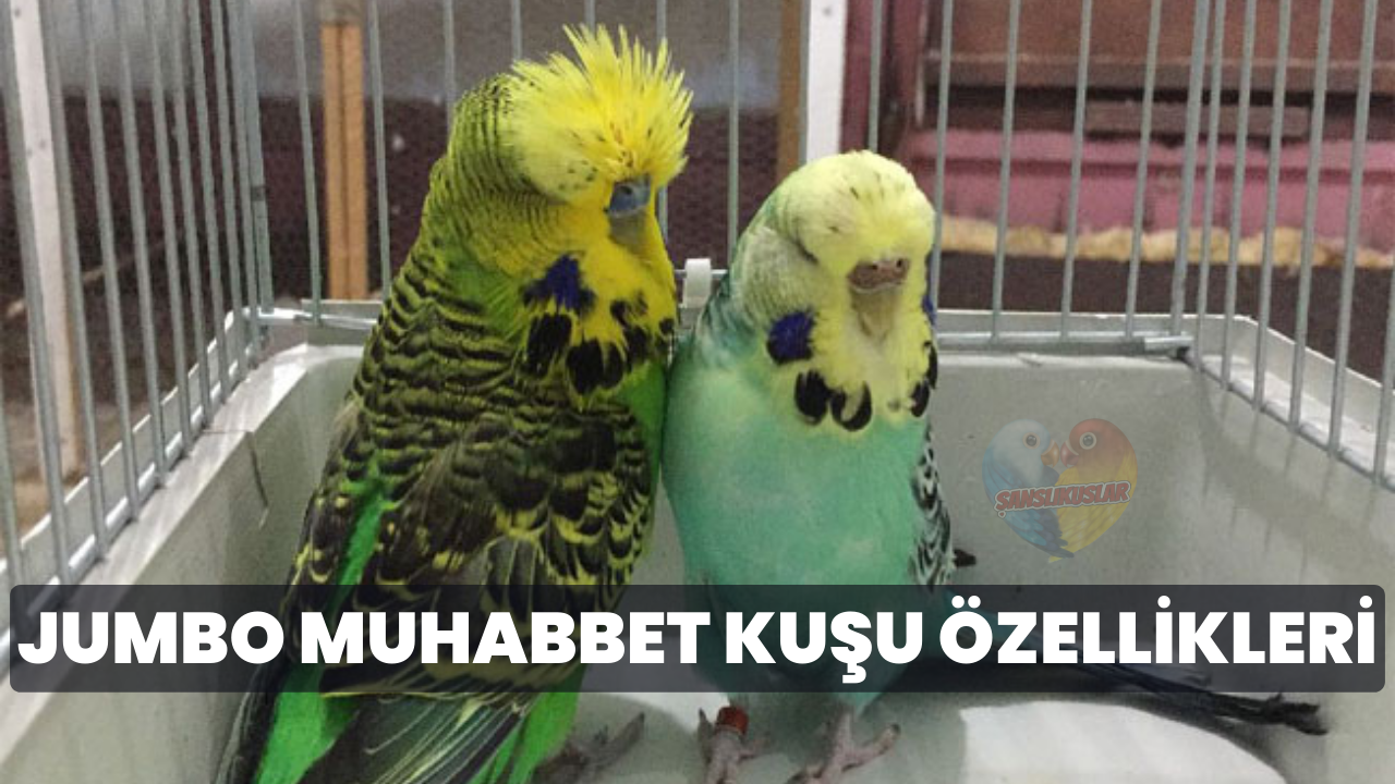 Jumbo Muhabbet Kuşu