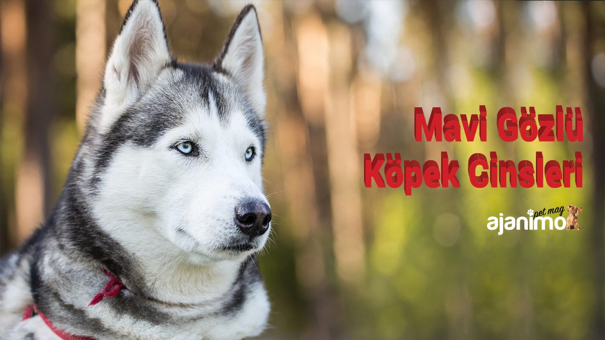 Mavi gözlü köpek cinsleri hangileridir?