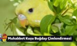 Muhabbet kuşu Buğday Çimlendirmesi