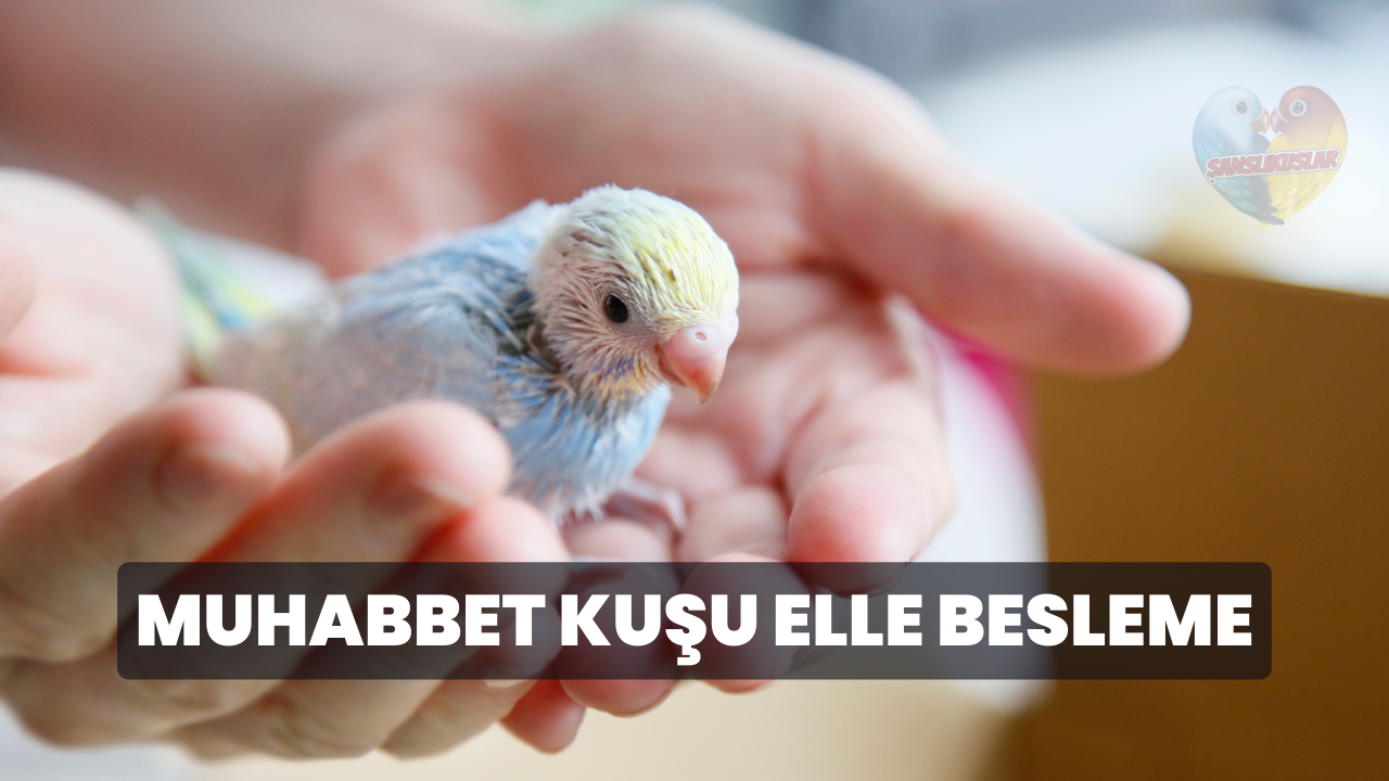 muhabbet kuşu elle besleme