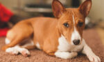 Basenji.jpg