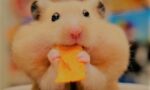 Hamsterlara-Asla-Vermemeniz-Gereken-Yiyecekler.jpg