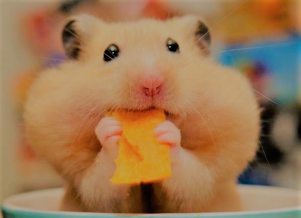 Hamsterlara-Asla-Vermemeniz-Gereken-Yiyecekler.jpg