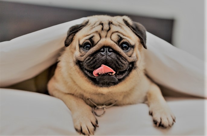 Sevimli ama sağlık sorunlarına en yatkın köpek ırklarından biri: Pug