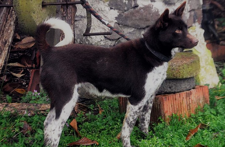 Karadeniz’in asil köpek ırkı: Zerdeva ￼