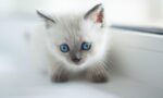 Birman-Kedisi.jpg
