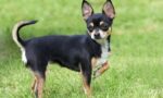 Chihuahua-1.jpg