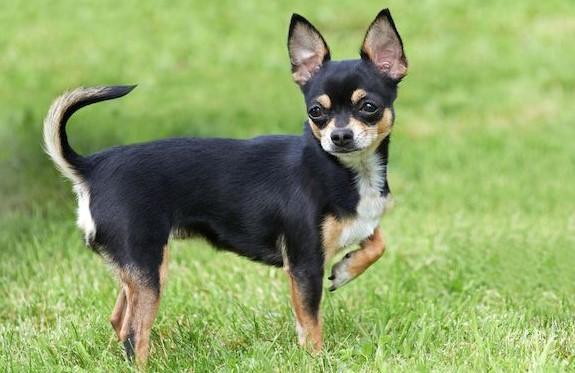 Chihuahua-1.jpg