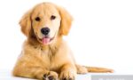 Golden-Retriever-1.jpg