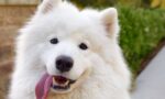 Samoyed-1.jpg