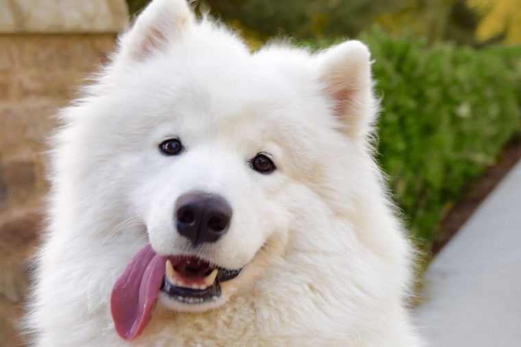 Samoyed-1.jpg