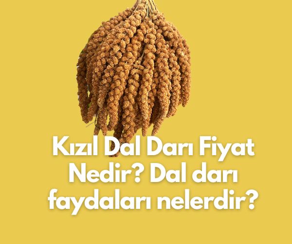 kizil-dal-dari-fiyat