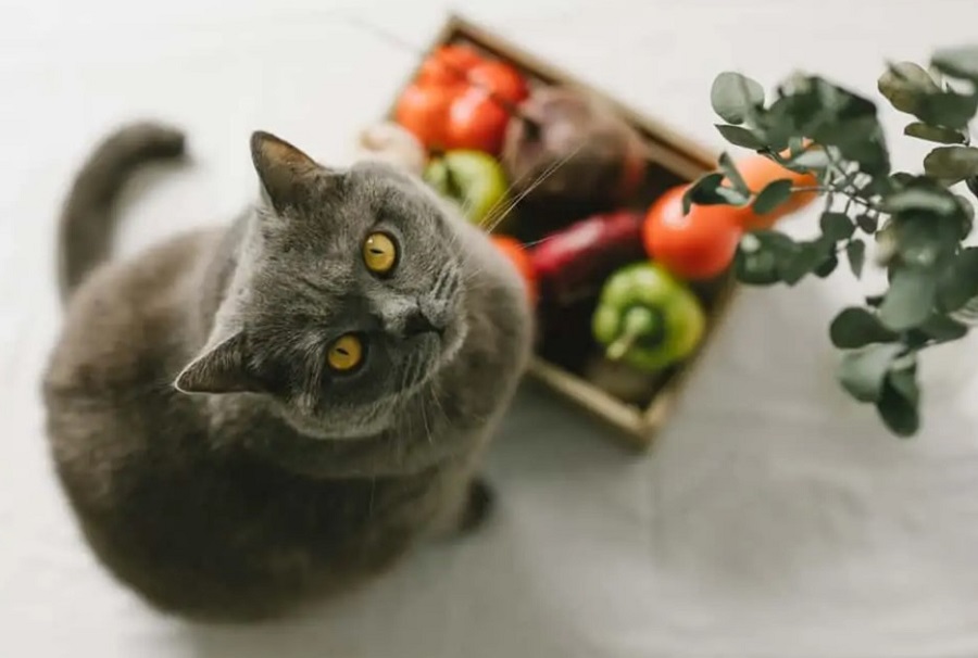 yavru-kedilerin-yedikleri-sebzeler-nelerdir.jpg